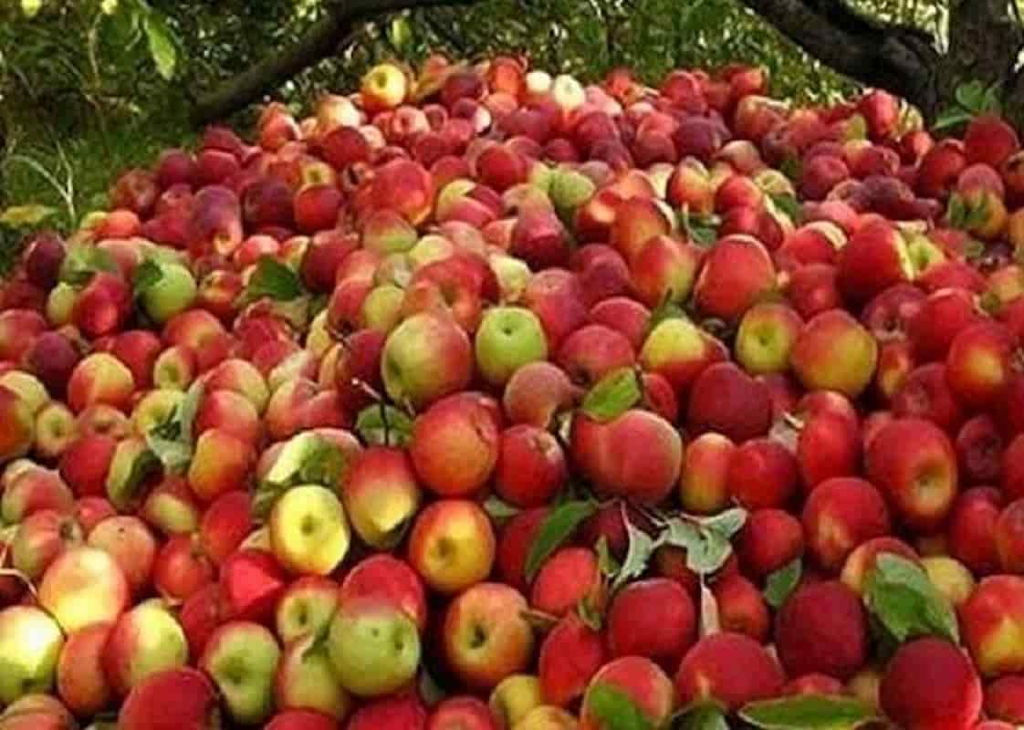 سیب سمیرم اصفهان با عطر طبیعی و کیفیت باغی